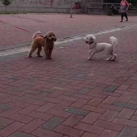 Dva pudlica u šetnji